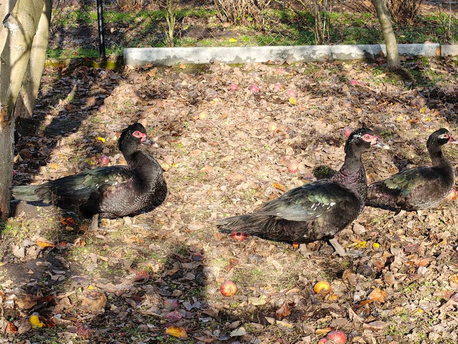 sprzedam  kaczki  francuskie