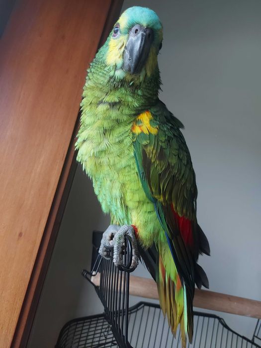 Vendo papagaio aestiva