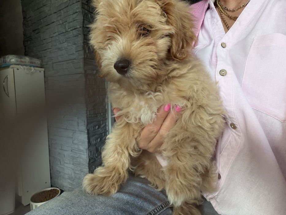 Rodowodowy piesek maltipoo