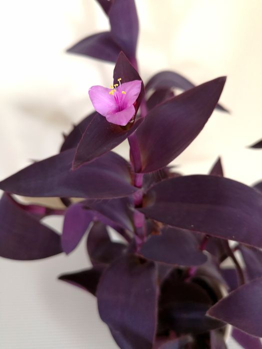 Trzykrotka purpurowa