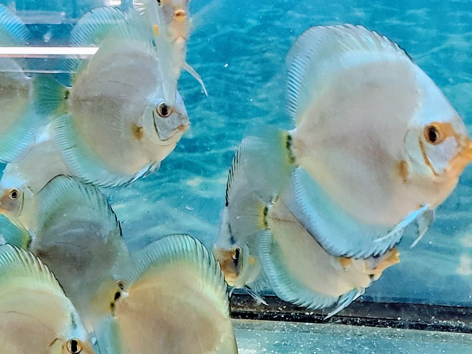 Dyskowce Blue diamond, turkus, pigeon, checkboard, melon, white, Red