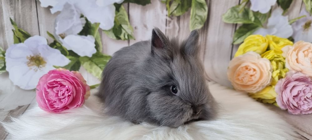 Śliczne króliczki karzełek  Teddy zapraszamy gotowe do odbioru