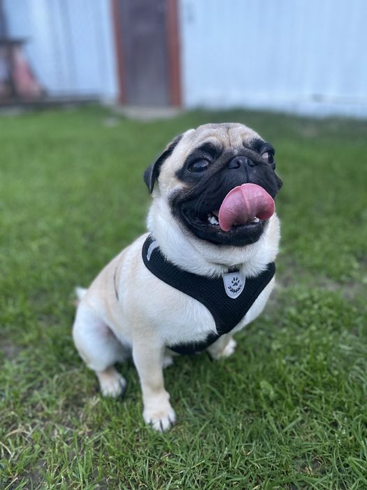 Гарний мопс шукає даму серця для серйозних стосунків (в’язка)