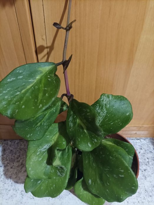 Хойя Обовата варієгата