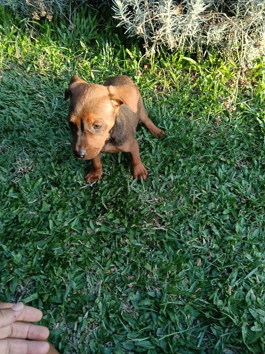 Pinscher macho lindo