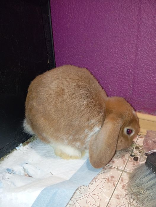 Królik miniaturki/karlowate