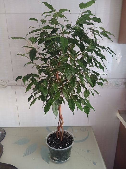 Продам фікус  бенджаміна