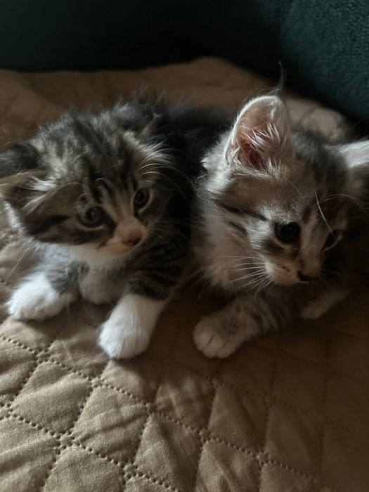 Віддам в добрі руки кошенят