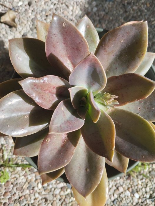 Plantas Suculentas para o Natal