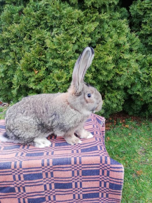 Królik belg szynszylowaty