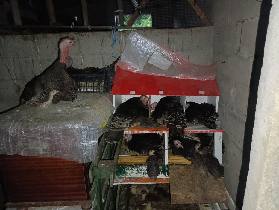 Ovos caseiros de aves