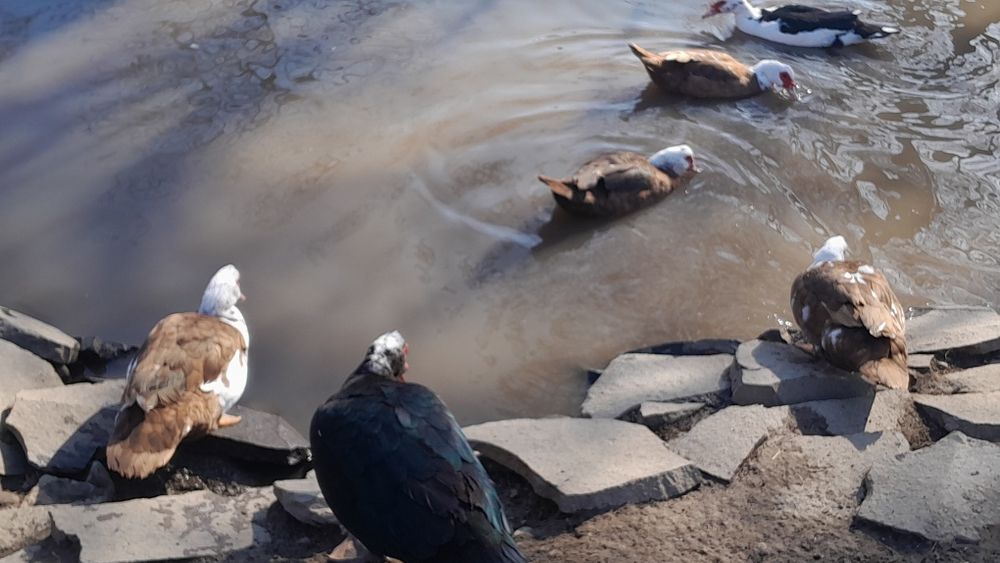 Продам індокачок