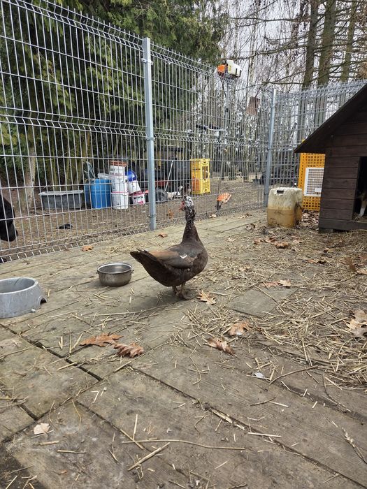 Sprzedam kaczora rocznego