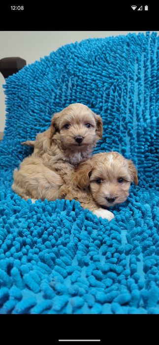 Хлопчик та дiвчинка мальтiпу