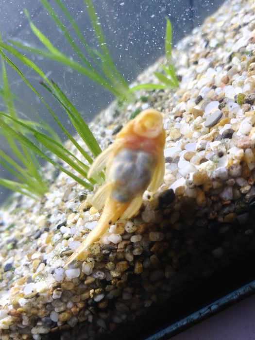 Glonojady Albinos