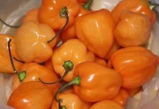 10 Sementes Pimento Picante Habanero Laranja