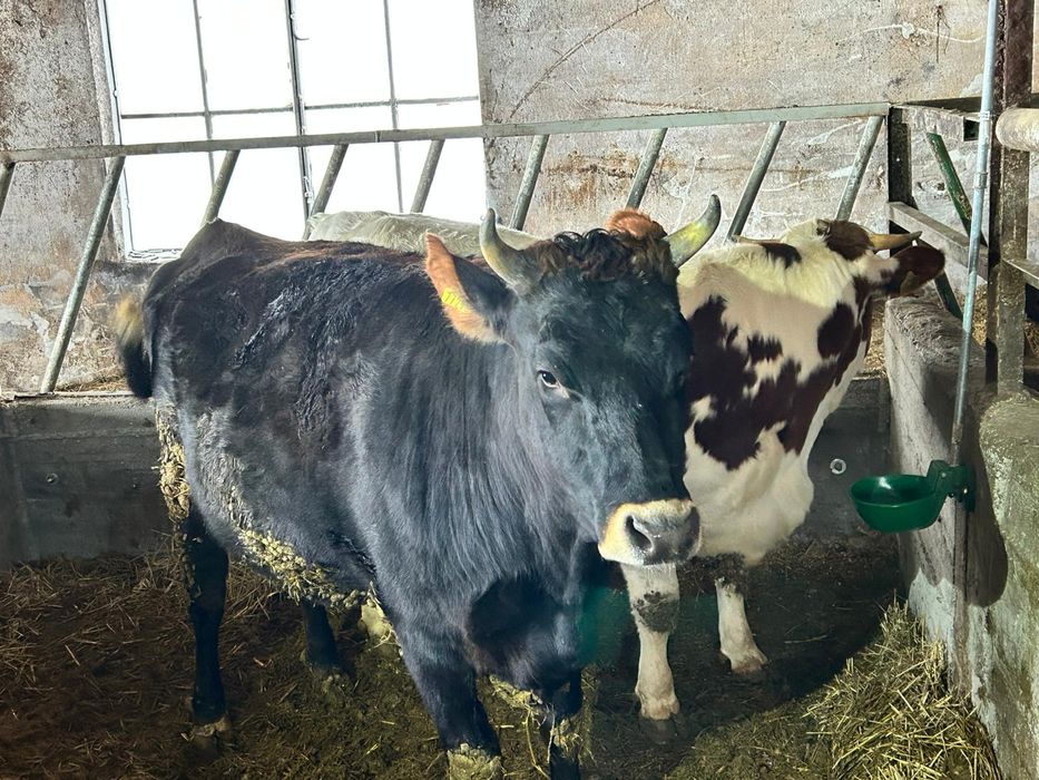 Jałówki wysokocielne