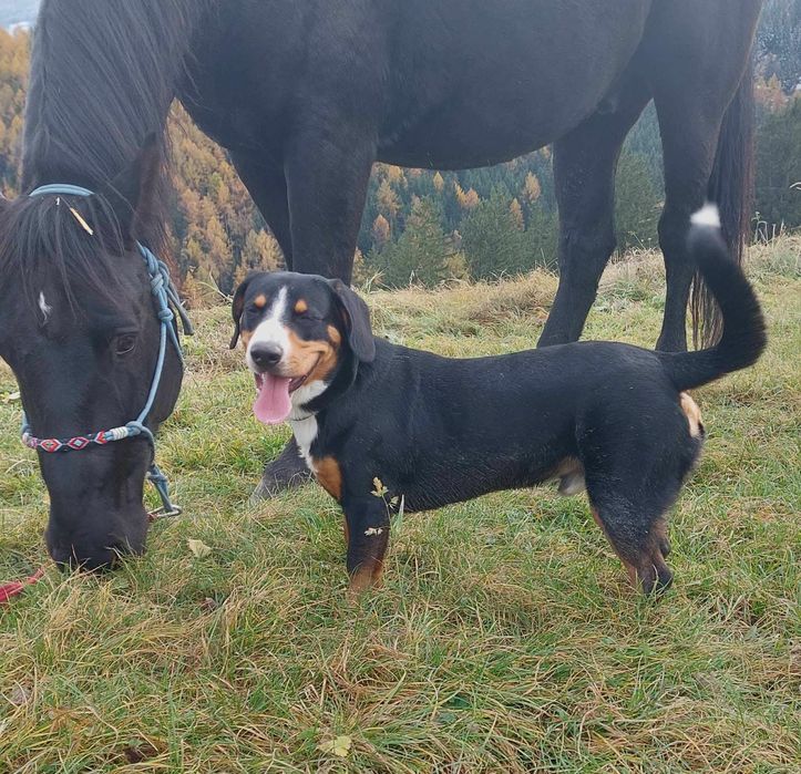 Entlebucher Sennenchund FCI