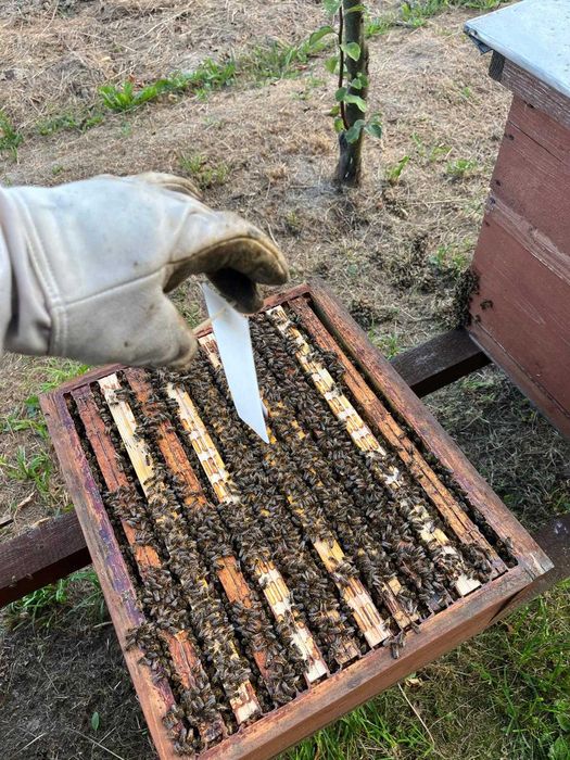 Przezimowane rodziny pszczele - Dadant / Langstroth (Krzeszowice)