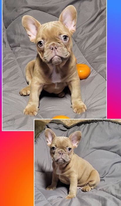 Вінниця! Шикарний міні хлопчик!