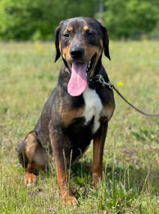 Śliczny Nugat do adopcji