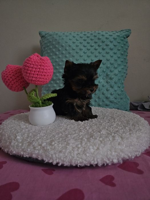 York- mały szczeniaczek