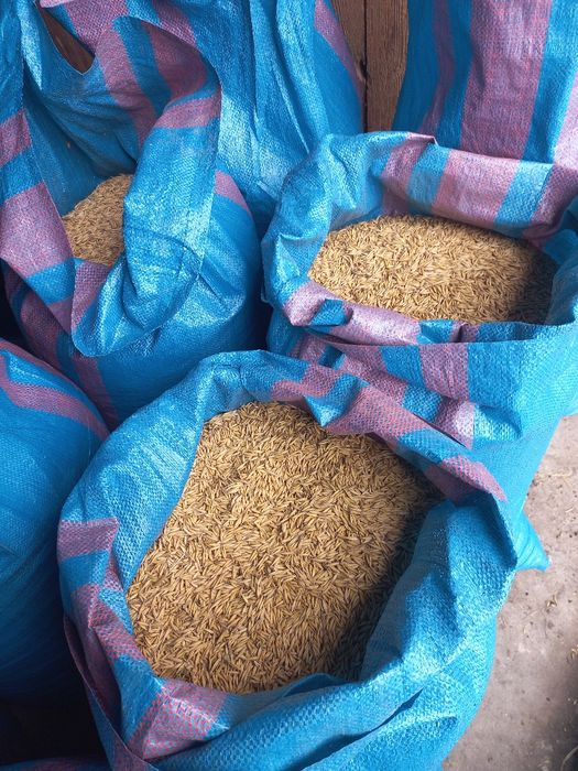 Sprzedam owies 650zl