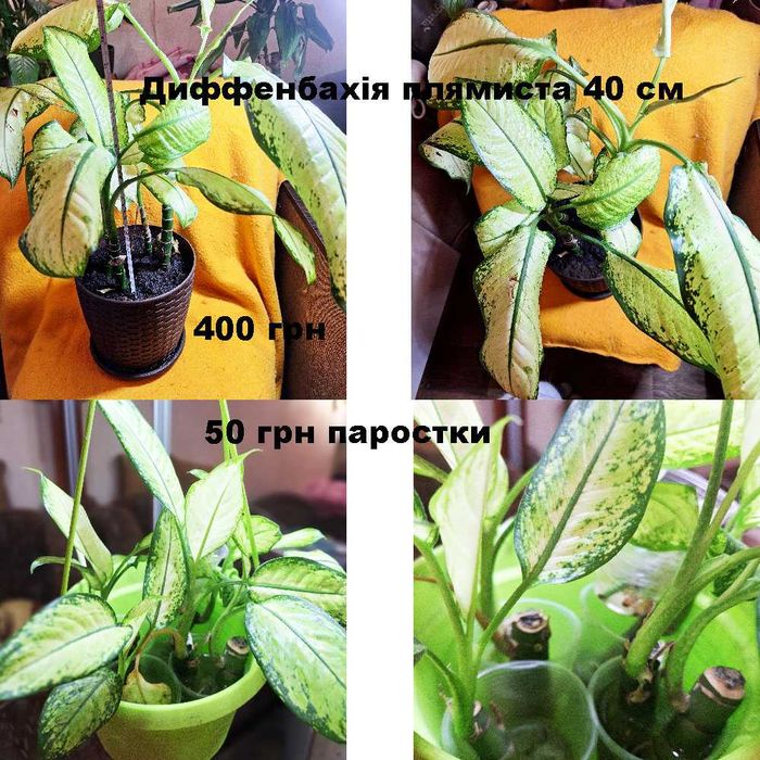 Терміново продам квіти