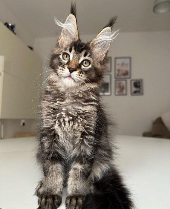 Домашня Рись, кошенята Мейкуна