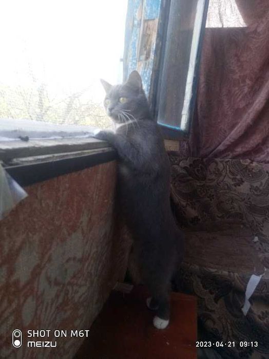 Загубилася киця!!!