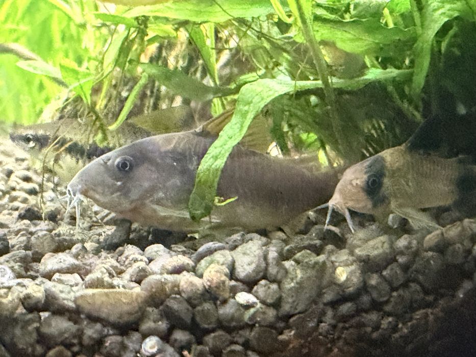 Rybki kiryski spiżowe