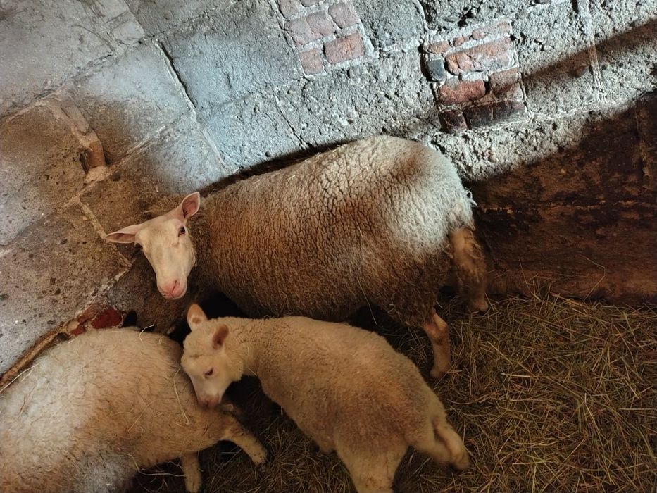 Sprzedam owce białogłowy