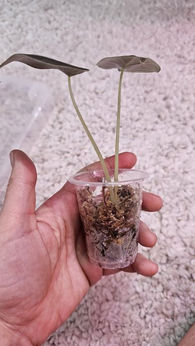 Алоказия детки  разные сорта