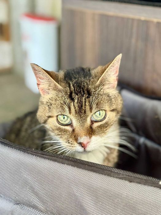 Kiedy w kocim futerku zamieszka miłość