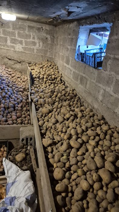 Ziemniaki jadalne Denar