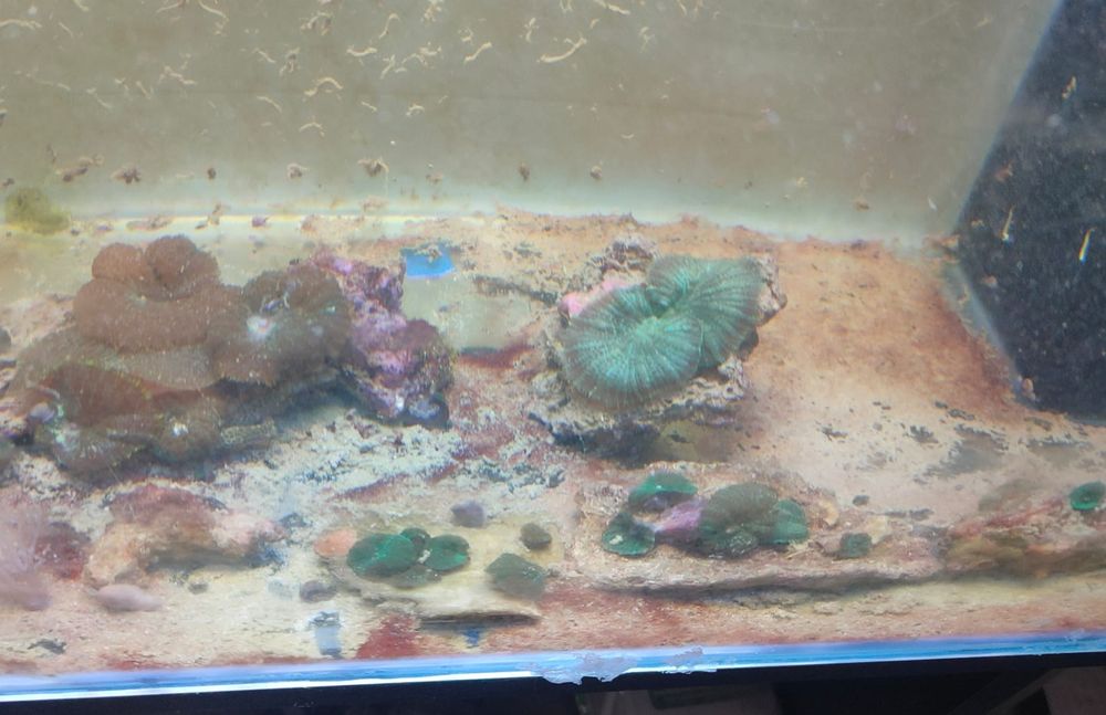 lote de  Corais 35 actinodiscus, xenias star polyp