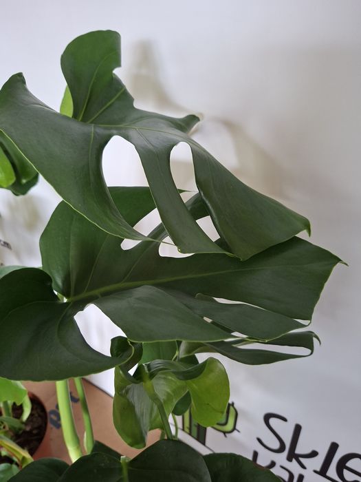 Monstera deliciosa DUŻA, WYSYŁKA