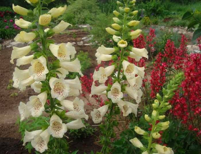 Наперстянка продам