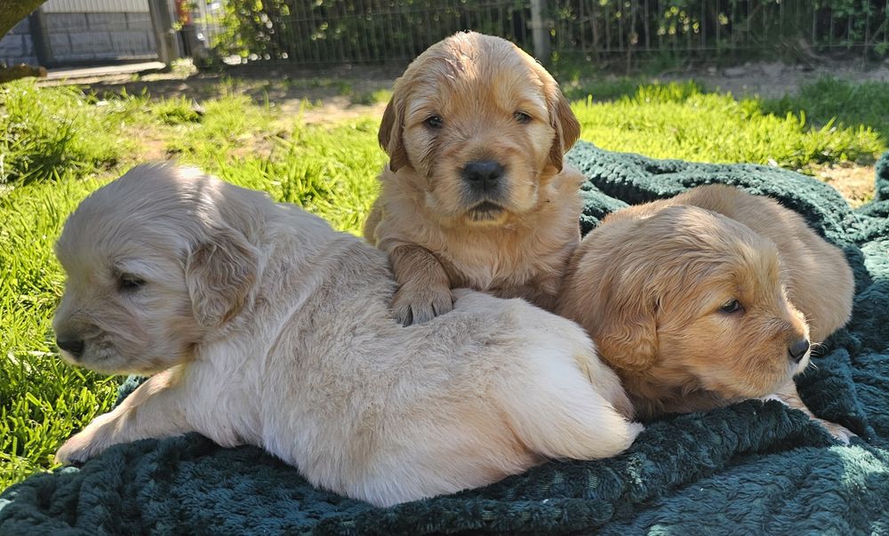 Golden Retriever ZKwP