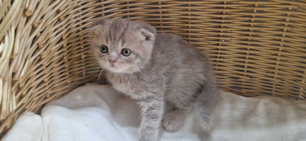 Kocurek Szkocki liliowy pręgowany zwisłouchy