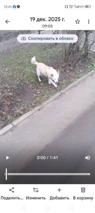 Пропал домашний друг !