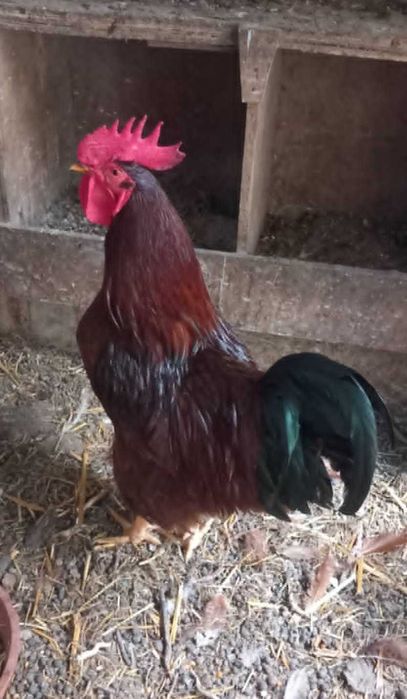 Troco galo por galinha poedeira ou franga de raça poedeira