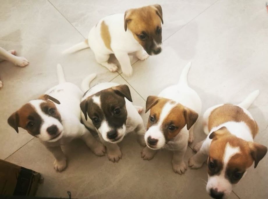 Девочки и мальчики джек оассел терера готови к переезду привити