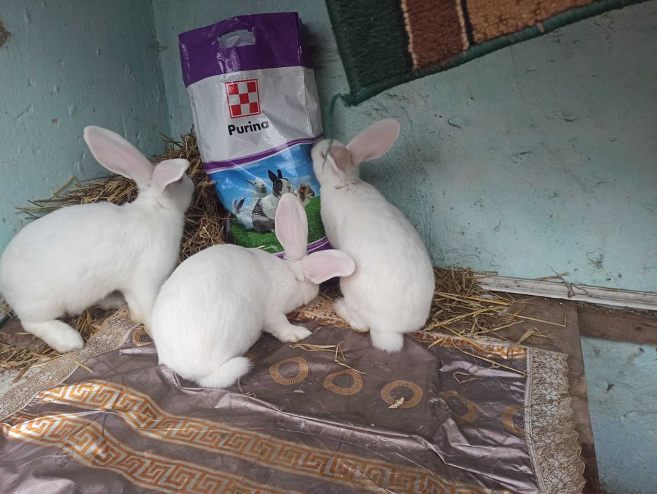 Тушки,м'ясо,кроля