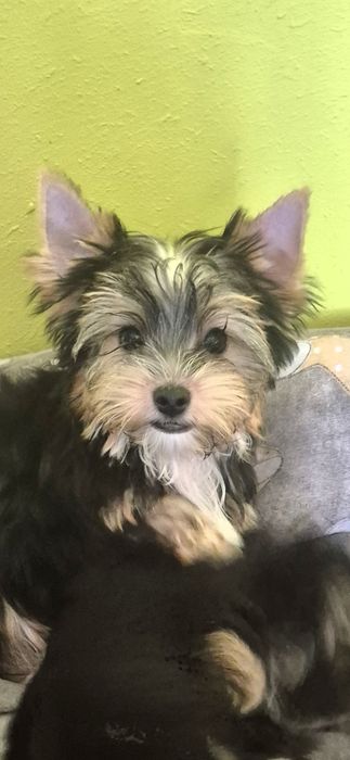 Yorkshire Terrier