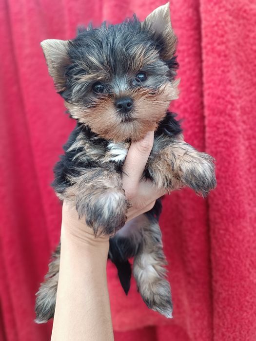 Неймовірні міні цуценята йорки