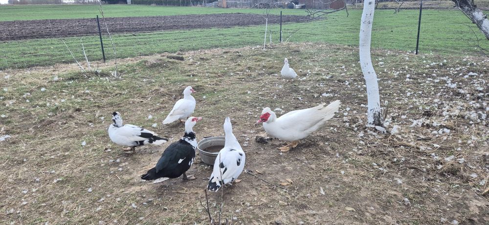 Kaczki francuskie kaczka kaczor dorosłe