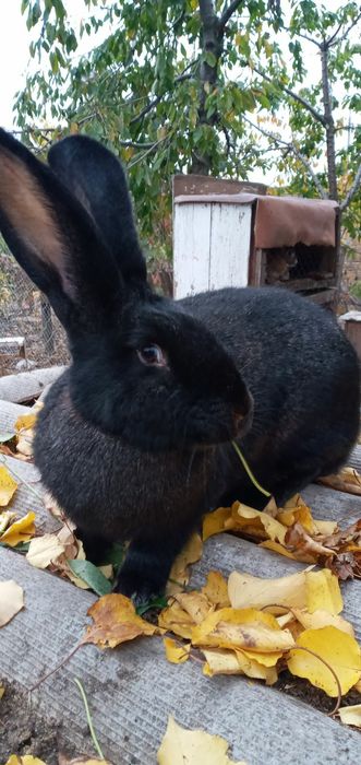 Продам племенных королей разных пород от 200грн/мес