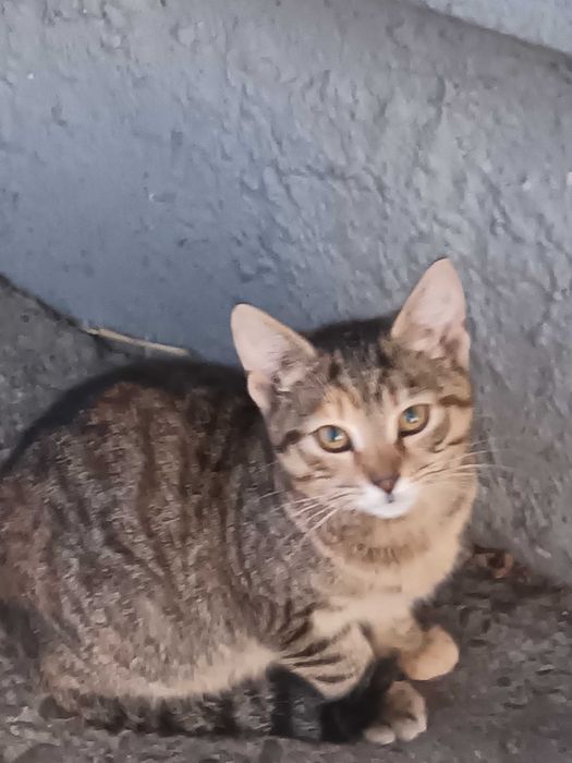 Koty (miot majowy) oddam za darmo