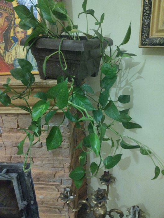 Сциндапсус эпипремнум